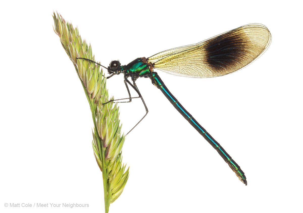 MYN Banded Demoiselle male 2